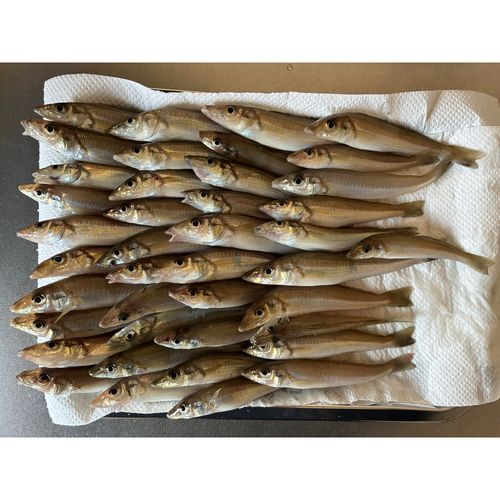 キスの釣果