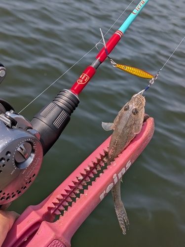 マハゼの釣果