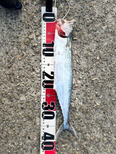 サゴシの釣果