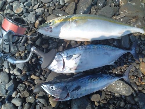 スマガツオの釣果