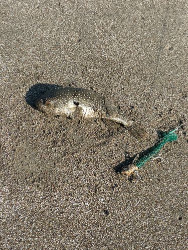 アカメフグの釣果
