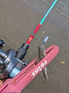 マハゼの釣果