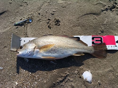 イシモチの釣果