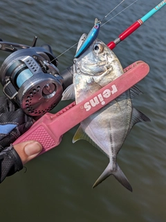 メッキの釣果