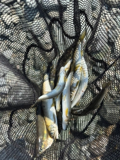 アユの釣果