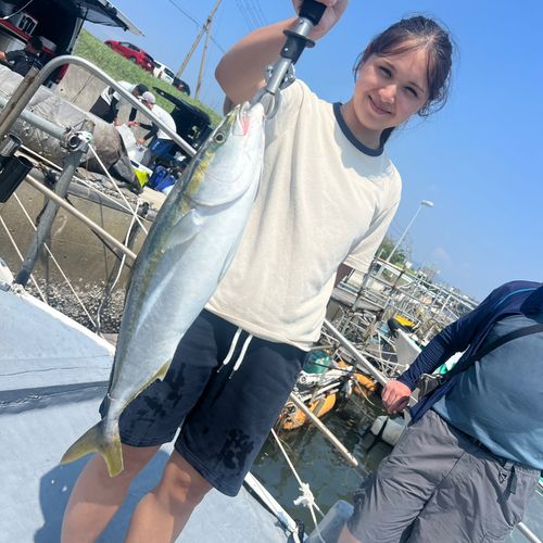 メジロの釣果