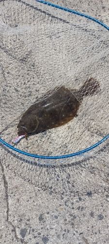 ヒラメの釣果