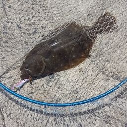 ヒラメ