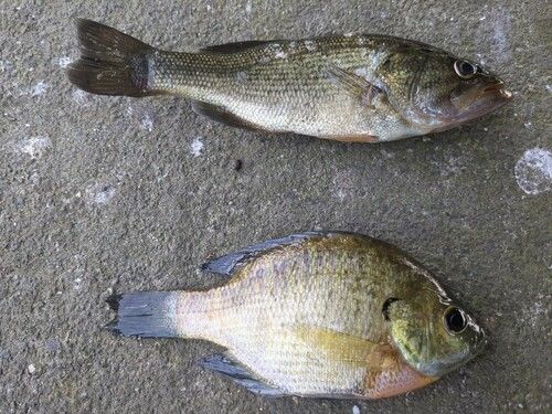 ブラックバスの釣果