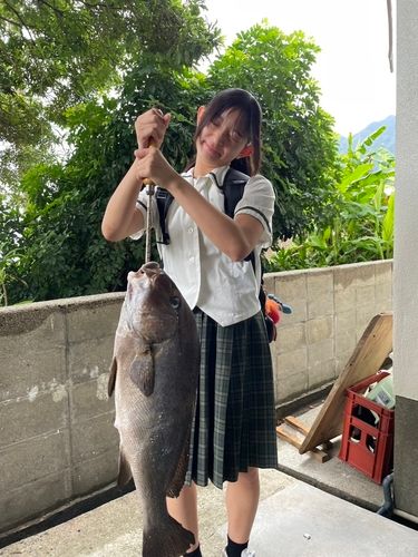 コロダイの釣果