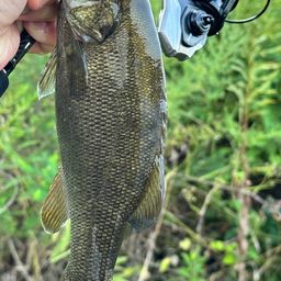 スモールマウスバス