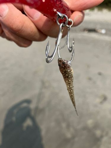 釣果