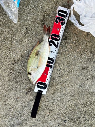 ムルーの釣果