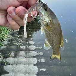 スモールマウスバス