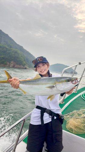 ハマチの釣果
