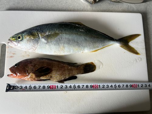 ヤズの釣果