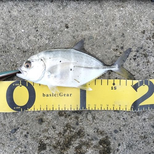 メッキの釣果