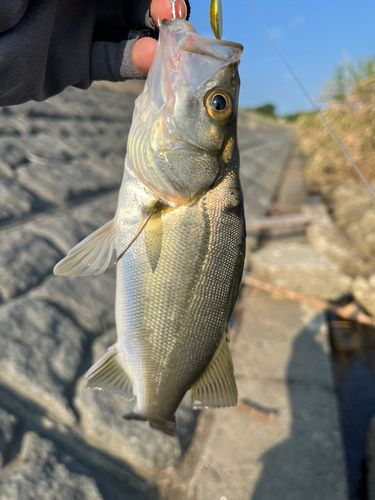 セイゴ（タイリクスズキ）の釣果