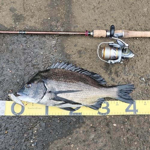 クロダイの釣果