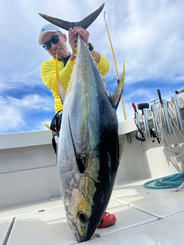 キハダマグロの釣果