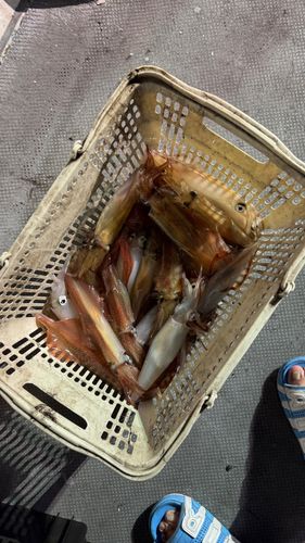 ケンサキイカの釣果