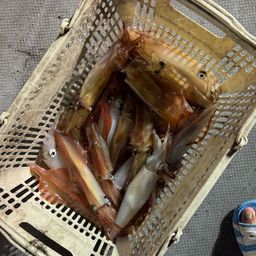 ケンサキイカ