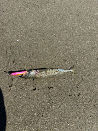 サバの釣果