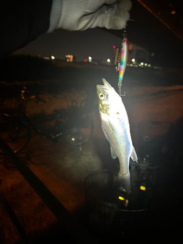 セイゴ（ヒラスズキ）の釣果