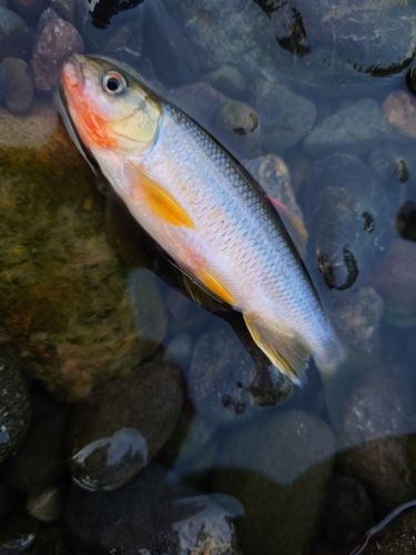 カワムツの釣果