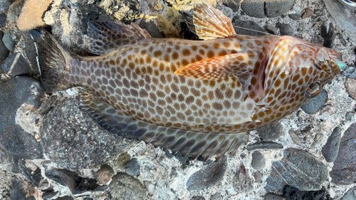 オオモンハタの釣果