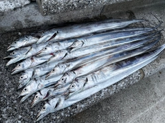 タチウオの釣果