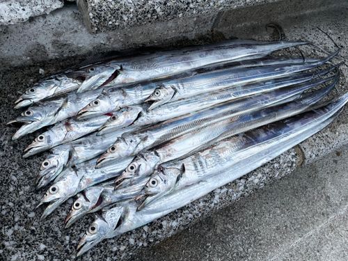 タチウオの釣果