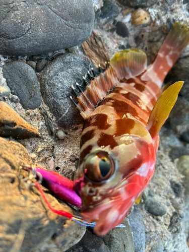 アラカブの釣果