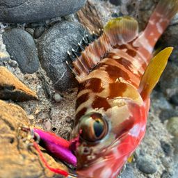 アラカブ