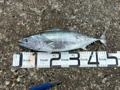 ハガツオの釣果