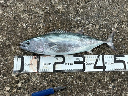 ハガツオの釣果