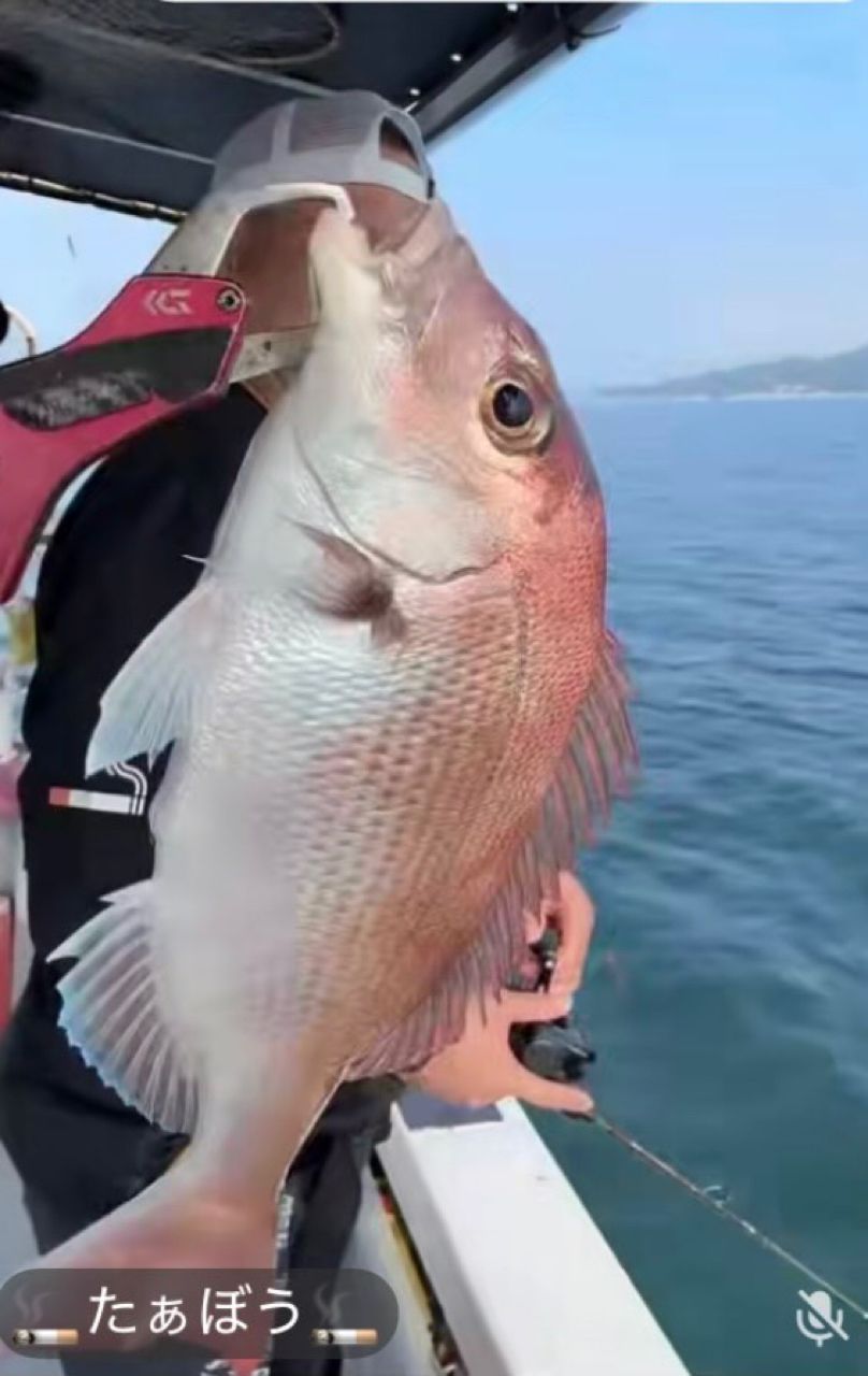 マダイ