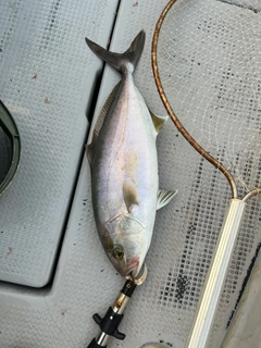 シオの釣果