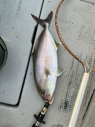シオの釣果
