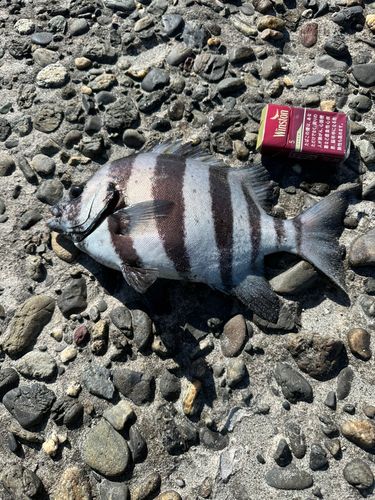 イシダイの釣果