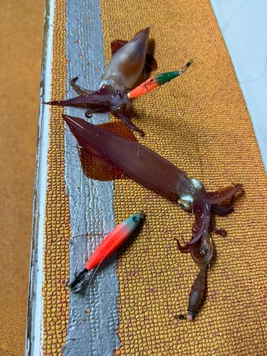 ケンサキイカの釣果