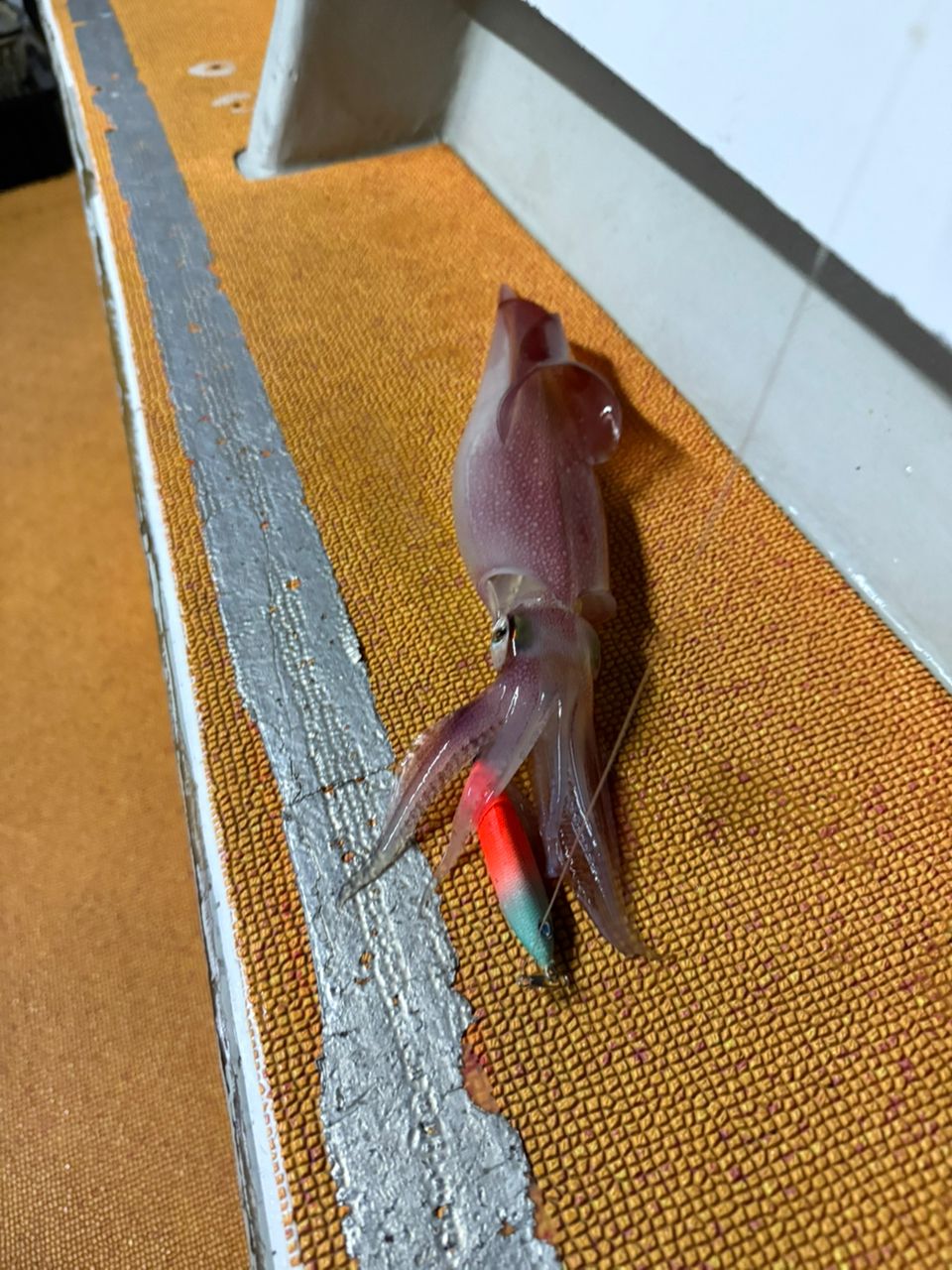 ケンサキイカ