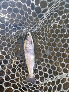 ニジマスの釣果