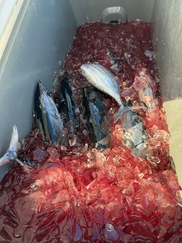 カツオの釣果