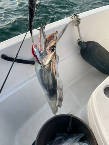 タチウオの釣果