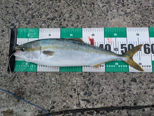 ヤズの釣果