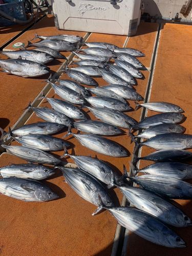 カツオの釣果