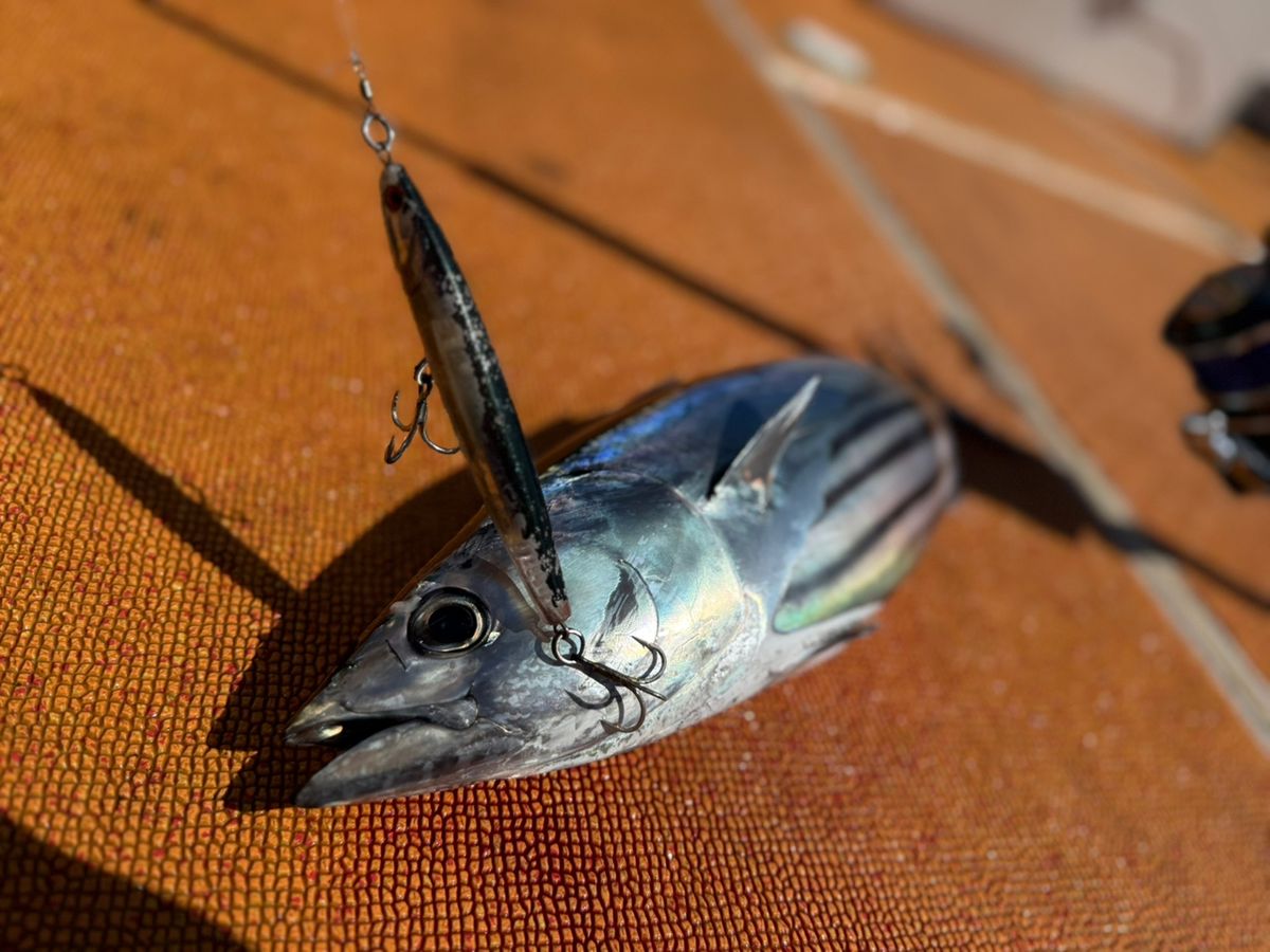 釣り暮らしさんの釣果 3枚目の画像