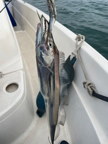 タチウオの釣果