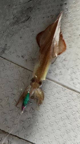 ケンサキイカの釣果